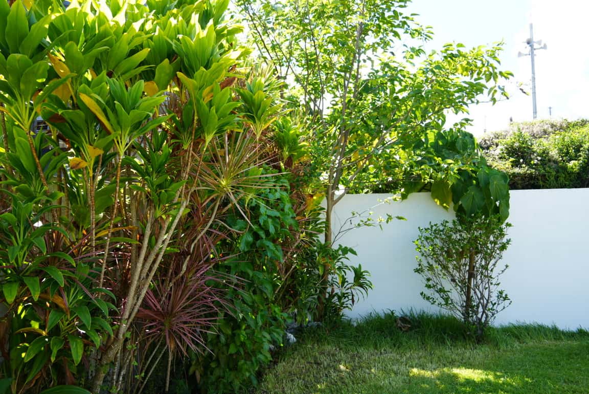 手入れされた庭と植物のある、迎える場所の日常